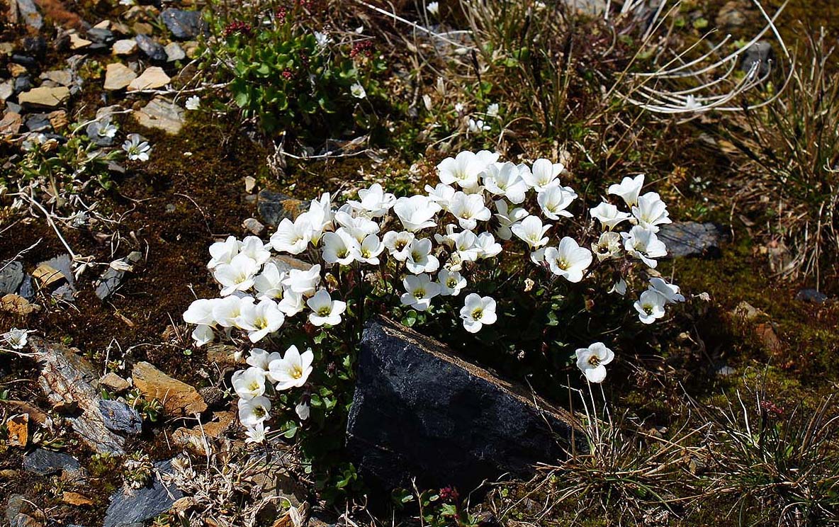 Изображение особи Cerastium lithospermifolium.