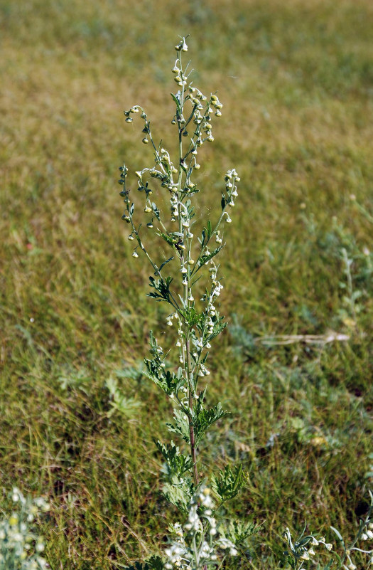 Image of Artemisia sieversiana specimen.