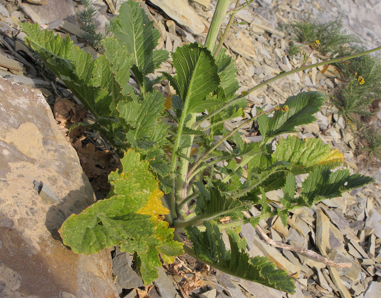 Image of Crambe koktebelica specimen.