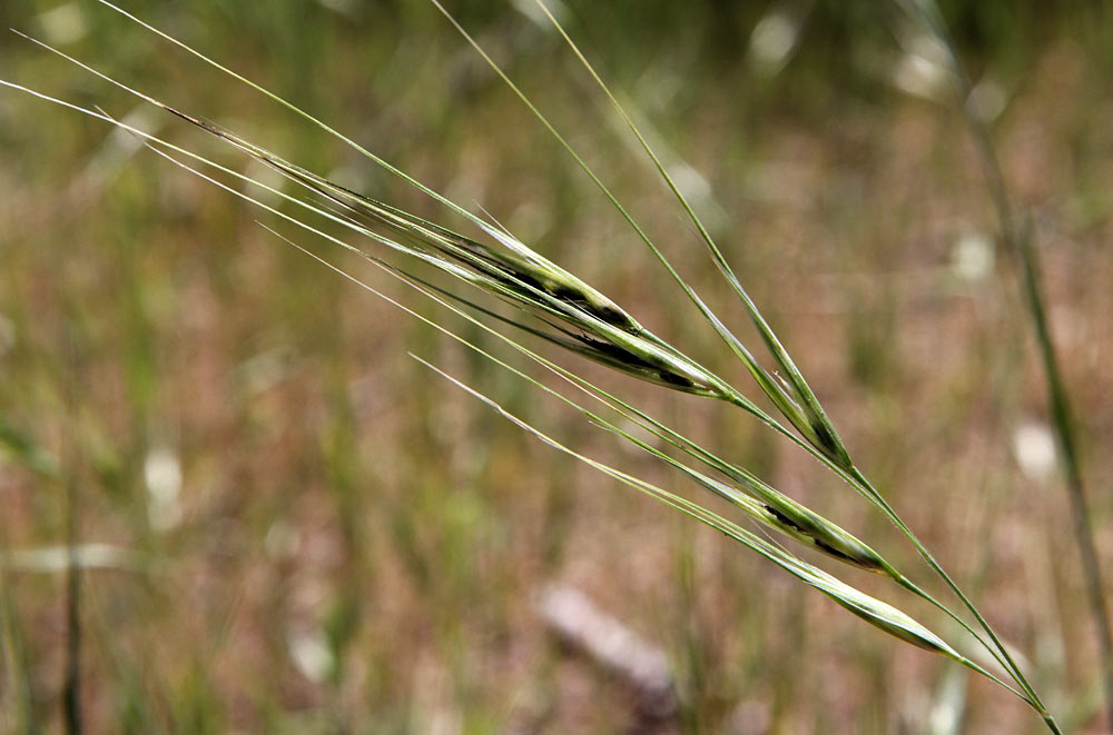 Image of Anisantha diandra specimen.