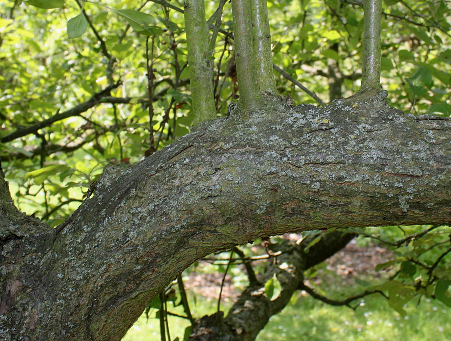 Image of Malus sieversii specimen.