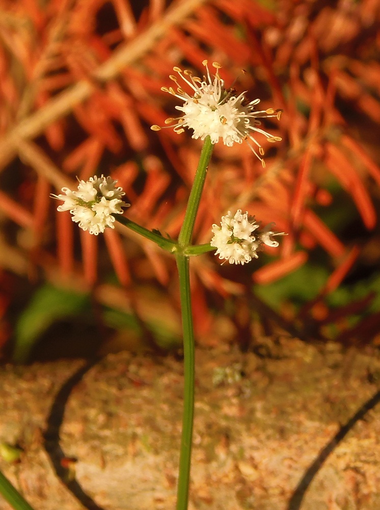 Изображение особи Sanicula europaea.