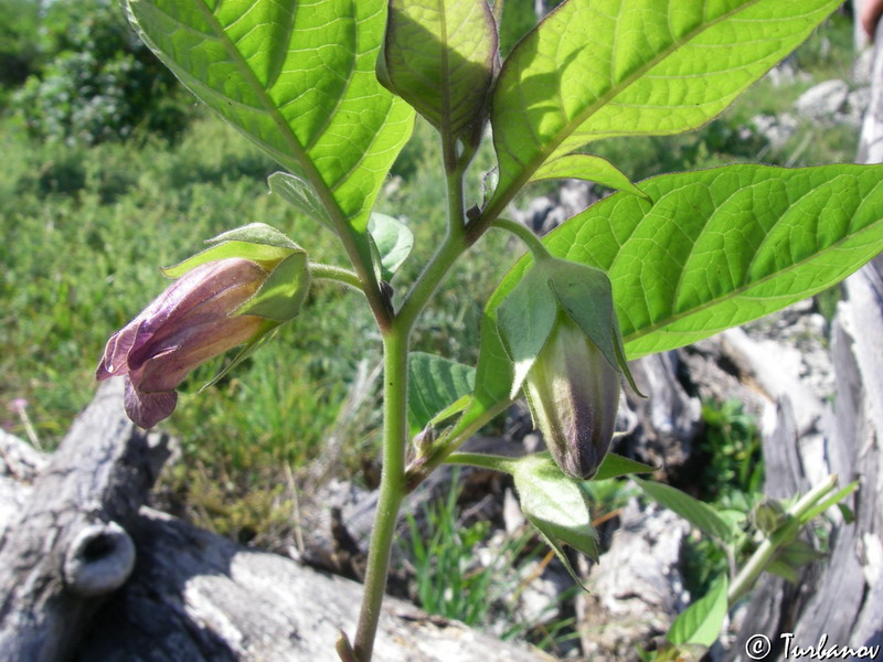 Image of Atropa bella-donna specimen.