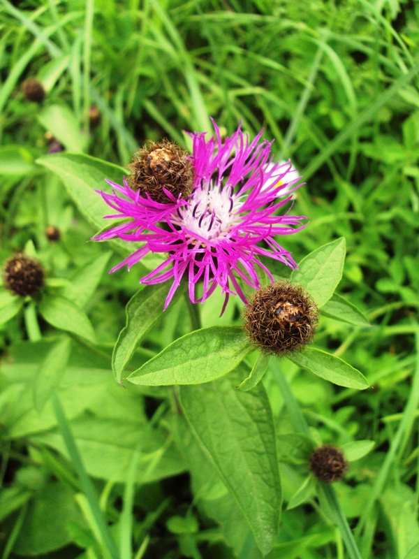 Изображение особи Centaurea pseudophrygia.