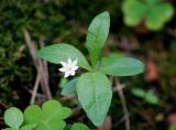 Trientalis europaea. Цветущее растение. Московская обл., окр. г. Железнодорожный. 29.05.2009.