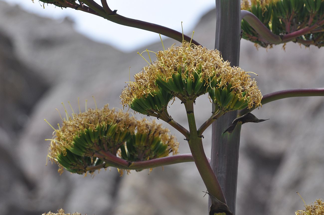 Image of genus Agave specimen.