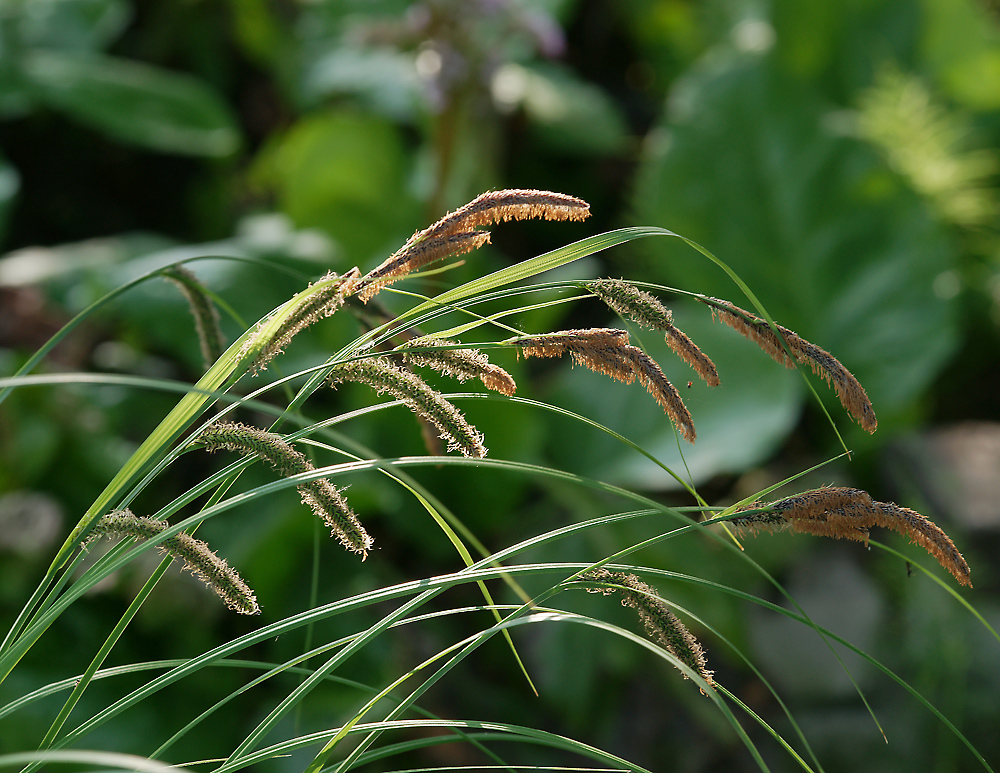 Image of Carex acuta specimen.