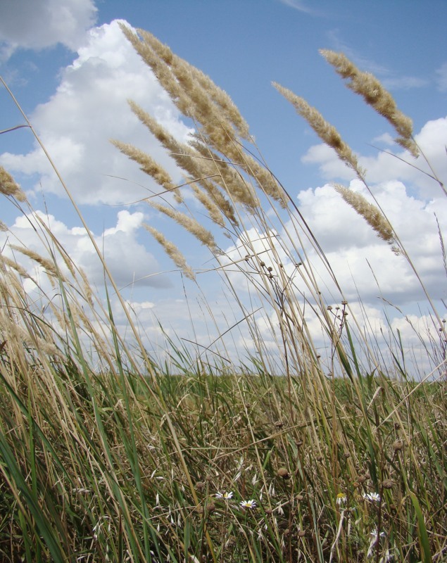 Image of Calamagrostis glomerata specimen.