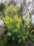 Brassica taurica. Цветущие растения. Южный Берег Крыма, гора Аю-Даг. 29 апреля 2009 г.