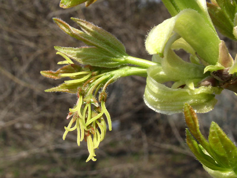 Image of Acer negundo specimen.