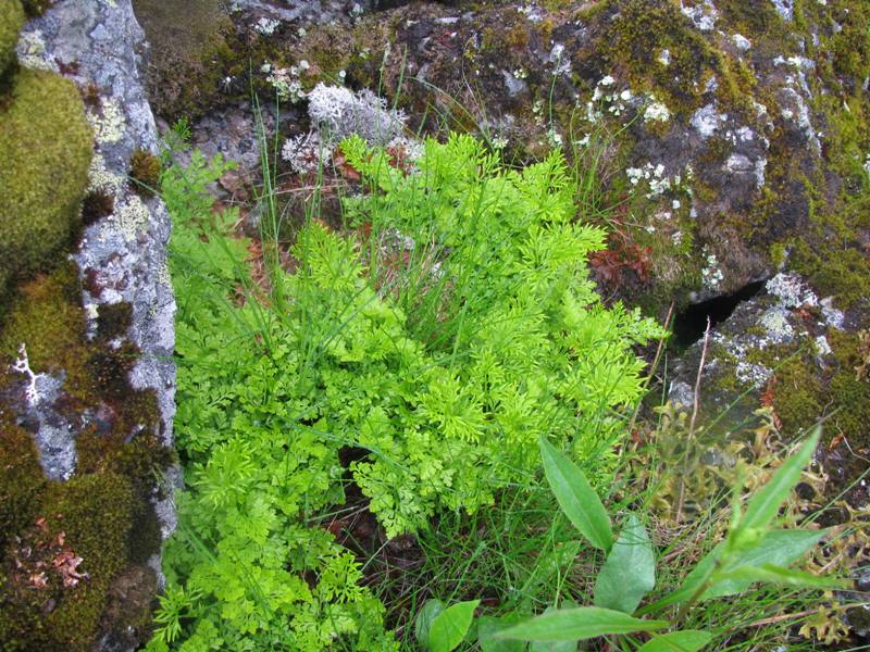 Image of Cryptogramma crispa specimen.