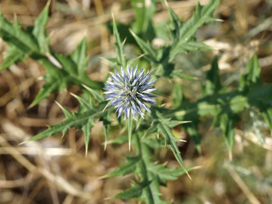 Image of Echinops maracandicus specimen.