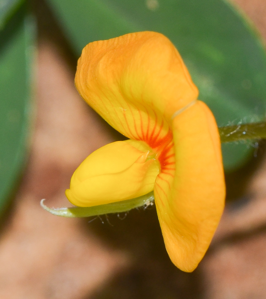 Изображение особи Arachis hypogaea.