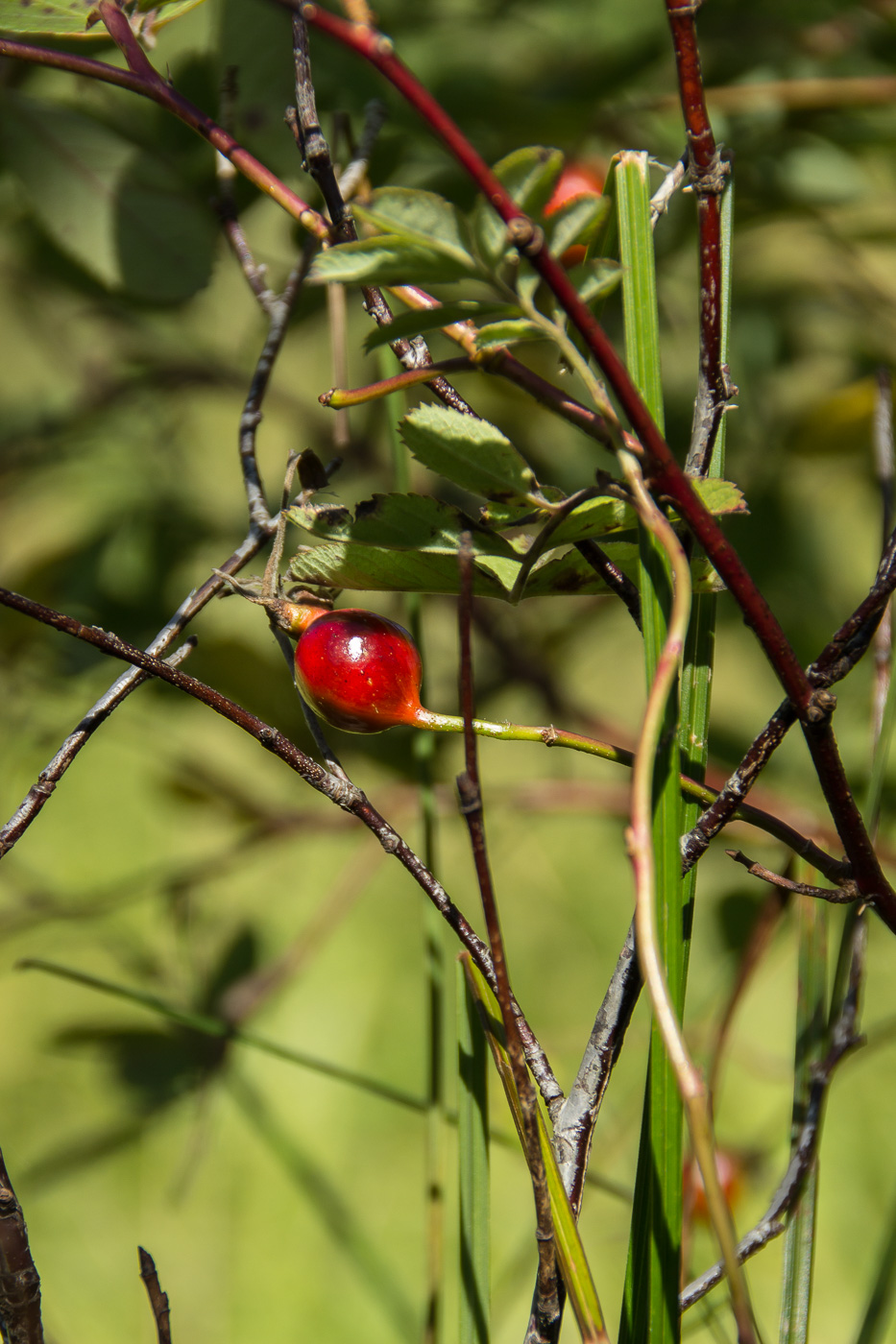 Image of Rosa cinnamomea specimen.