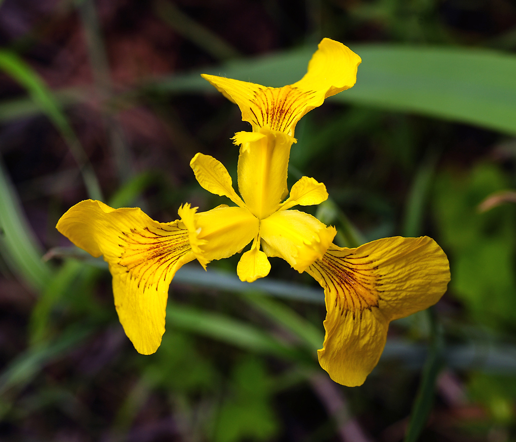 Image of Iris pseudacorus specimen.