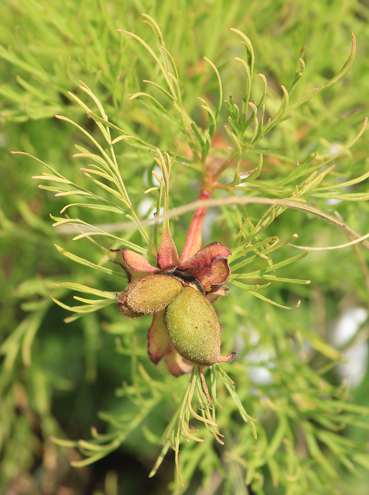 Image of Paeonia tenuifolia specimen.