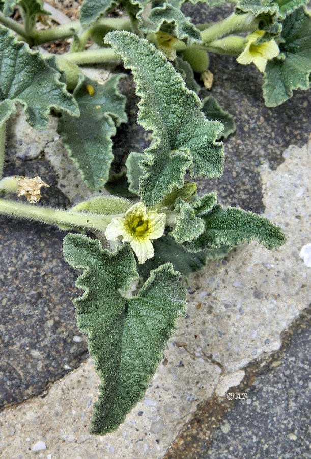 Image of Ecballium elaterium specimen.