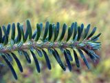Смотреть изображение Abies fraseri