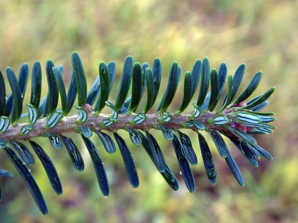 Image of Abies fraseri specimen.