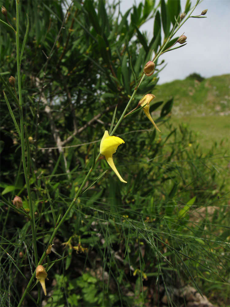 Image of Kickxia scoparia specimen.