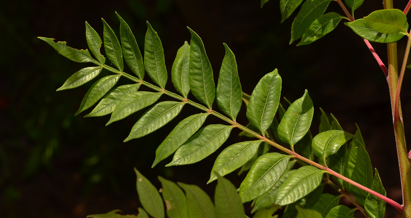 Изображение особи Rhus copallinum.