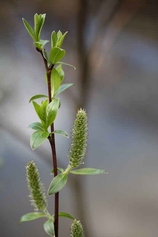 Изображение особи Salix phylicifolia.