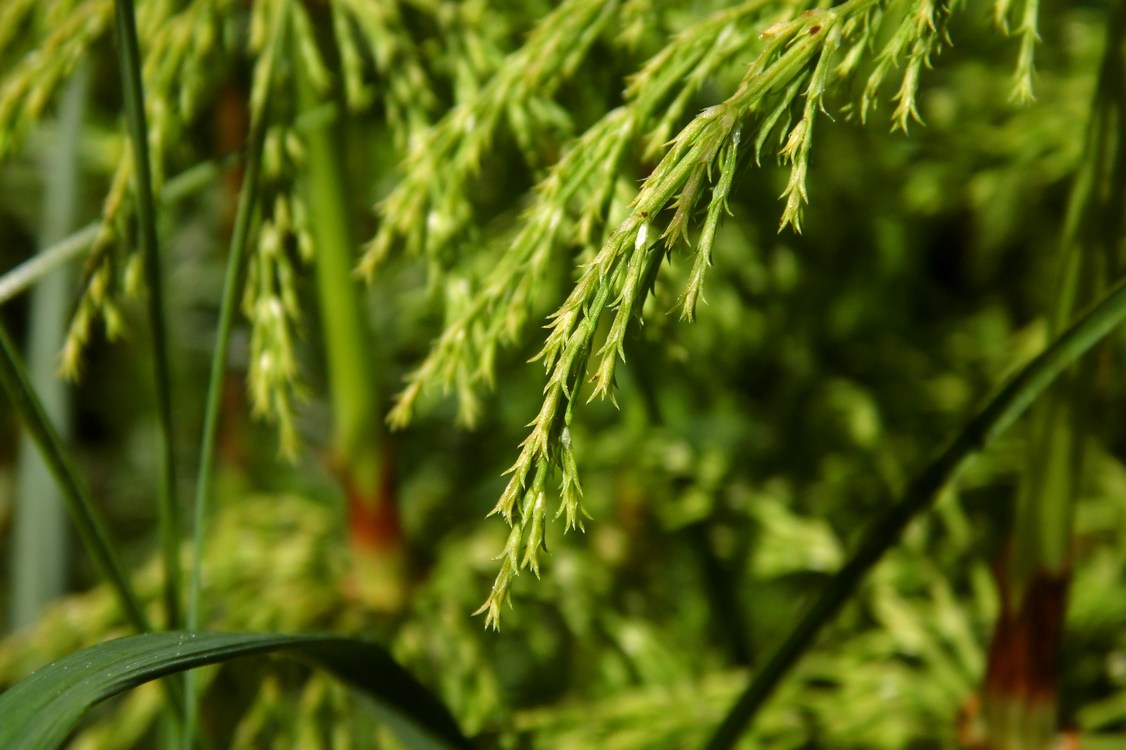 Image of Equisetum sylvaticum specimen.