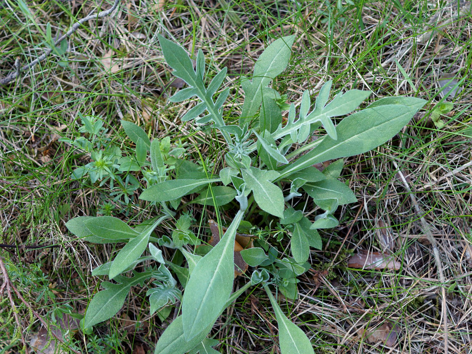 Image of Knautia arvensis specimen.