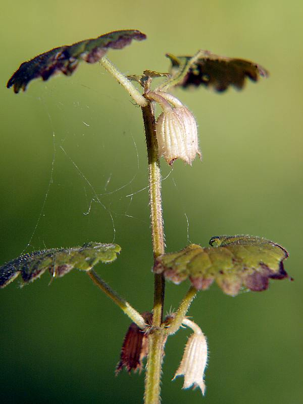 Image of Glechoma hederacea specimen.