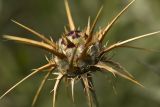 Centaurea laconica. Нераспустившееся соцветие. Греция, Эгейское море, север о-ва Парос, национальный парк Св. Яниса Детис Колимбифрес; скалистый берег моря. 07.04.2015.