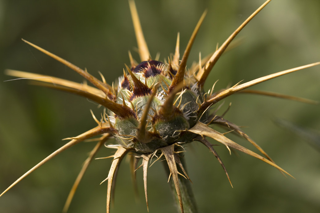 Изображение особи Centaurea laconica.