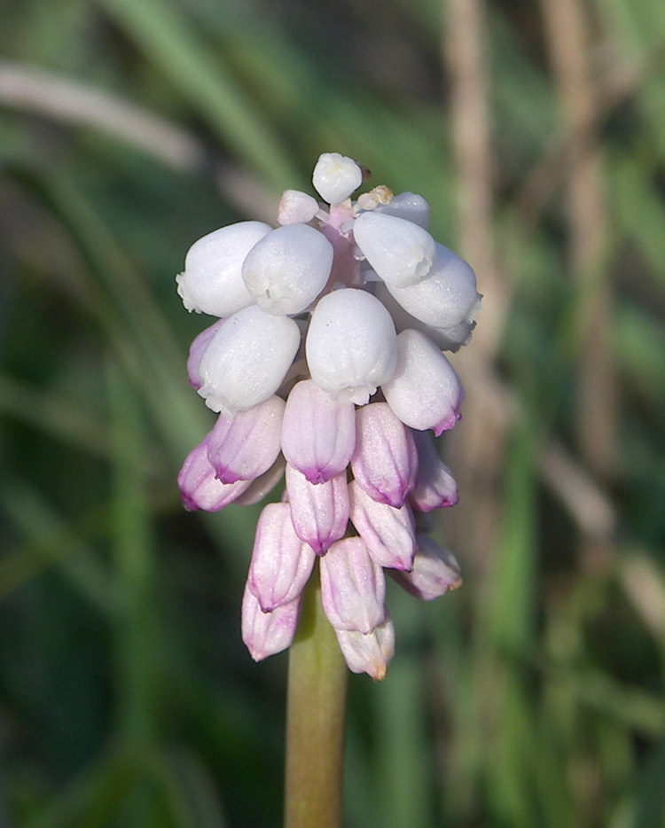 Image of Muscari neglectum specimen.