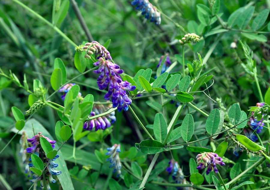 Image of Vicia amurensis specimen.