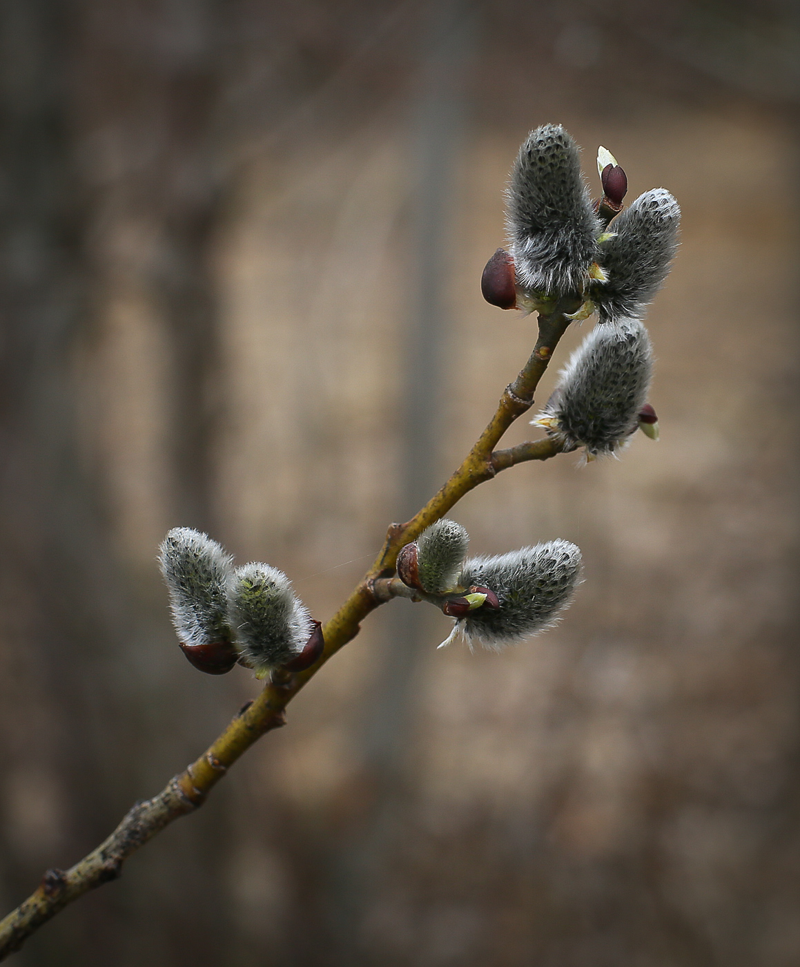 Изображение особи Salix caprea.