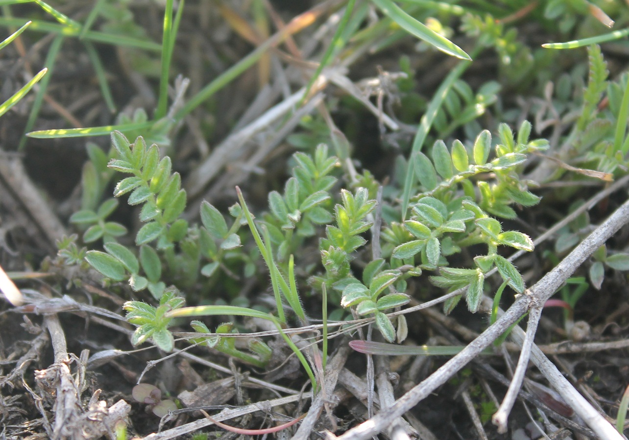 Image of familia Fabaceae specimen.