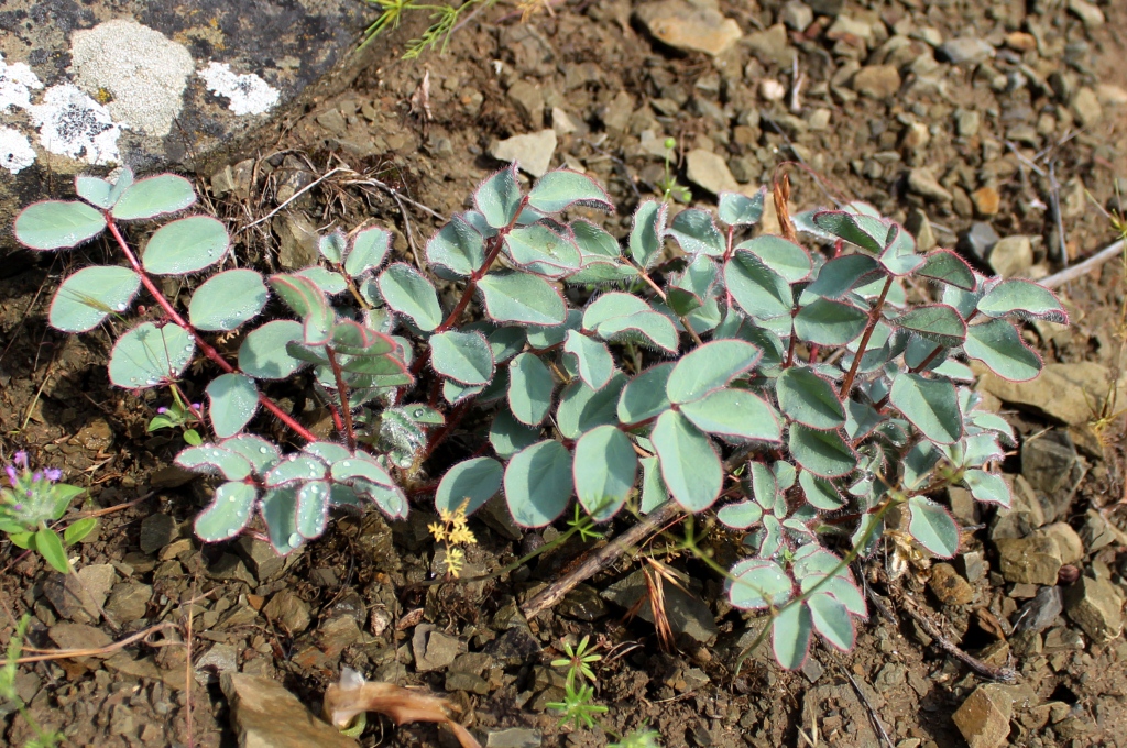 Image of Astragalus cartilagineus specimen.