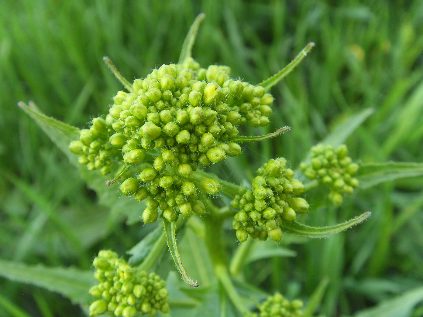 Image of Bunias orientalis specimen.