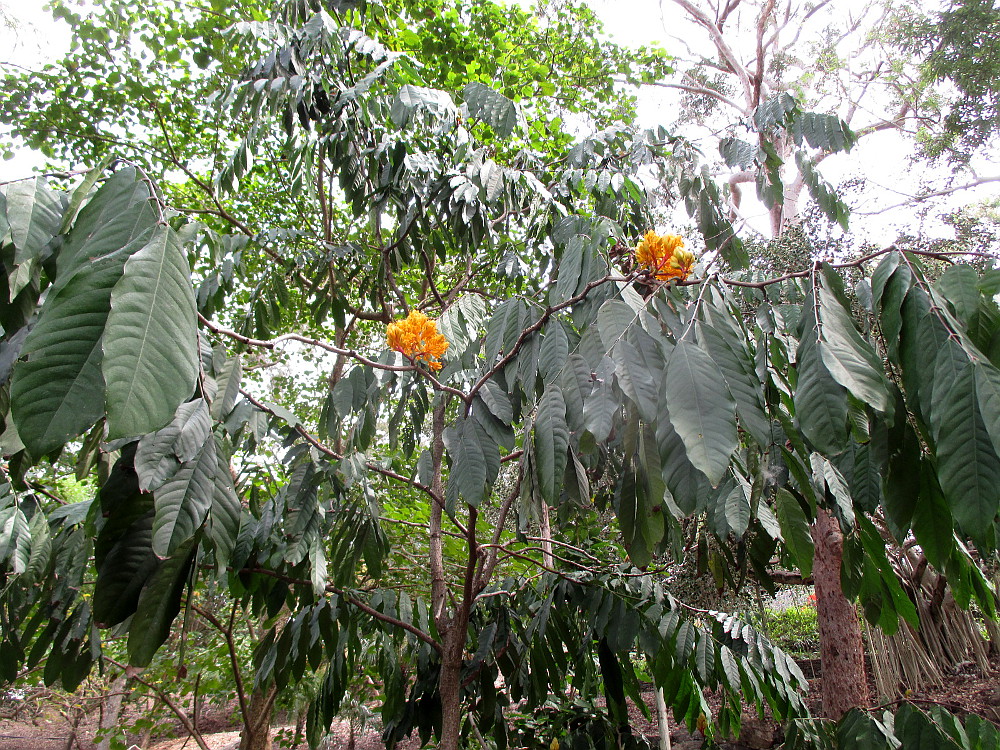 Изображение особи Saraca thaipingensis.