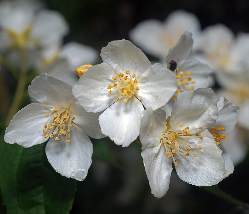 Image of Philadelphus pubescens specimen.