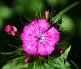 Dianthus barbatus. Цветок и бутоны. Московская обл., Раменский р-н, окр. дер. Хрипань, садовый участок. 19.06.2016.