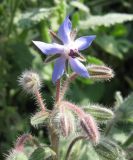 Borago officinalis