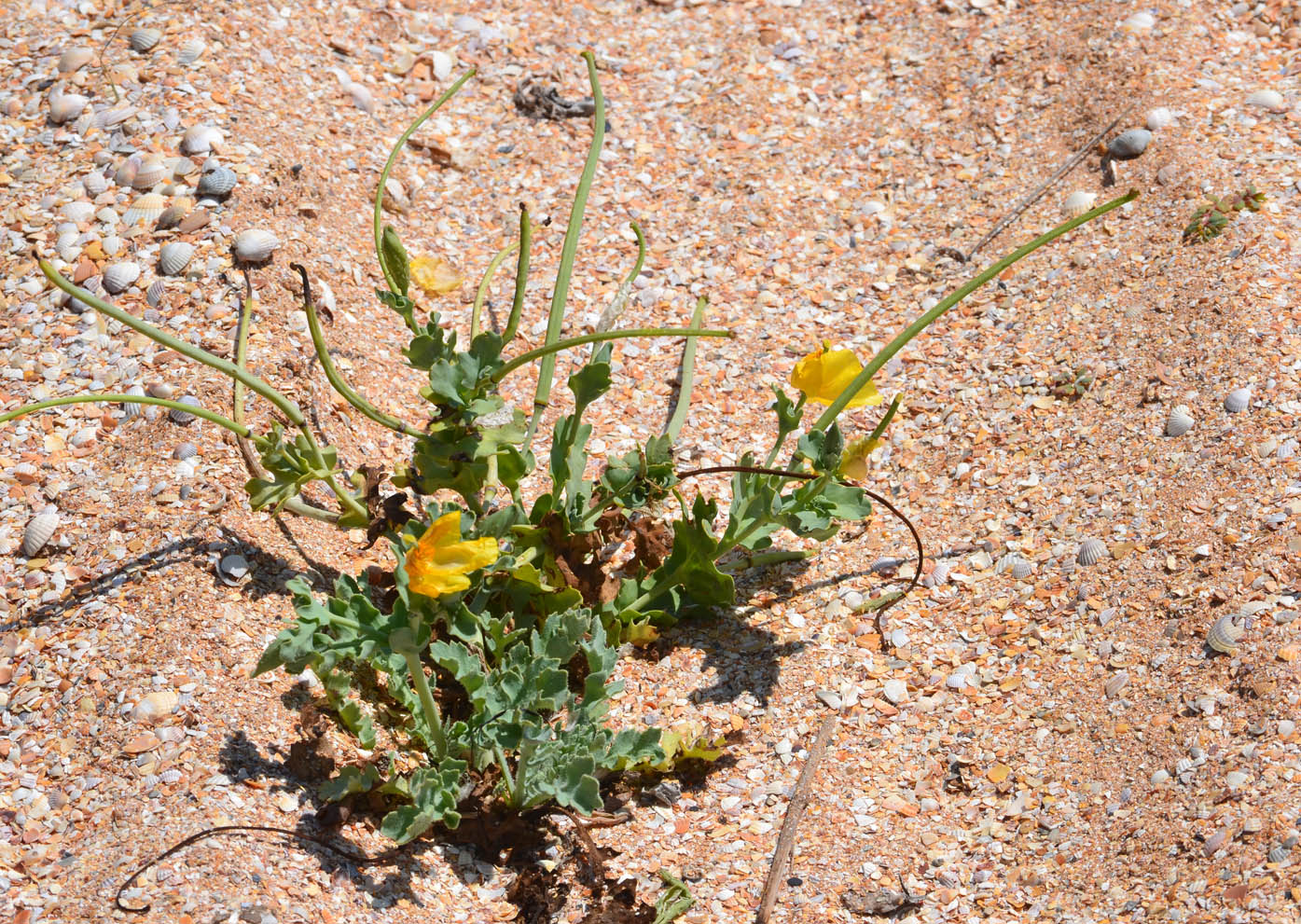 Изображение особи Glaucium flavum.