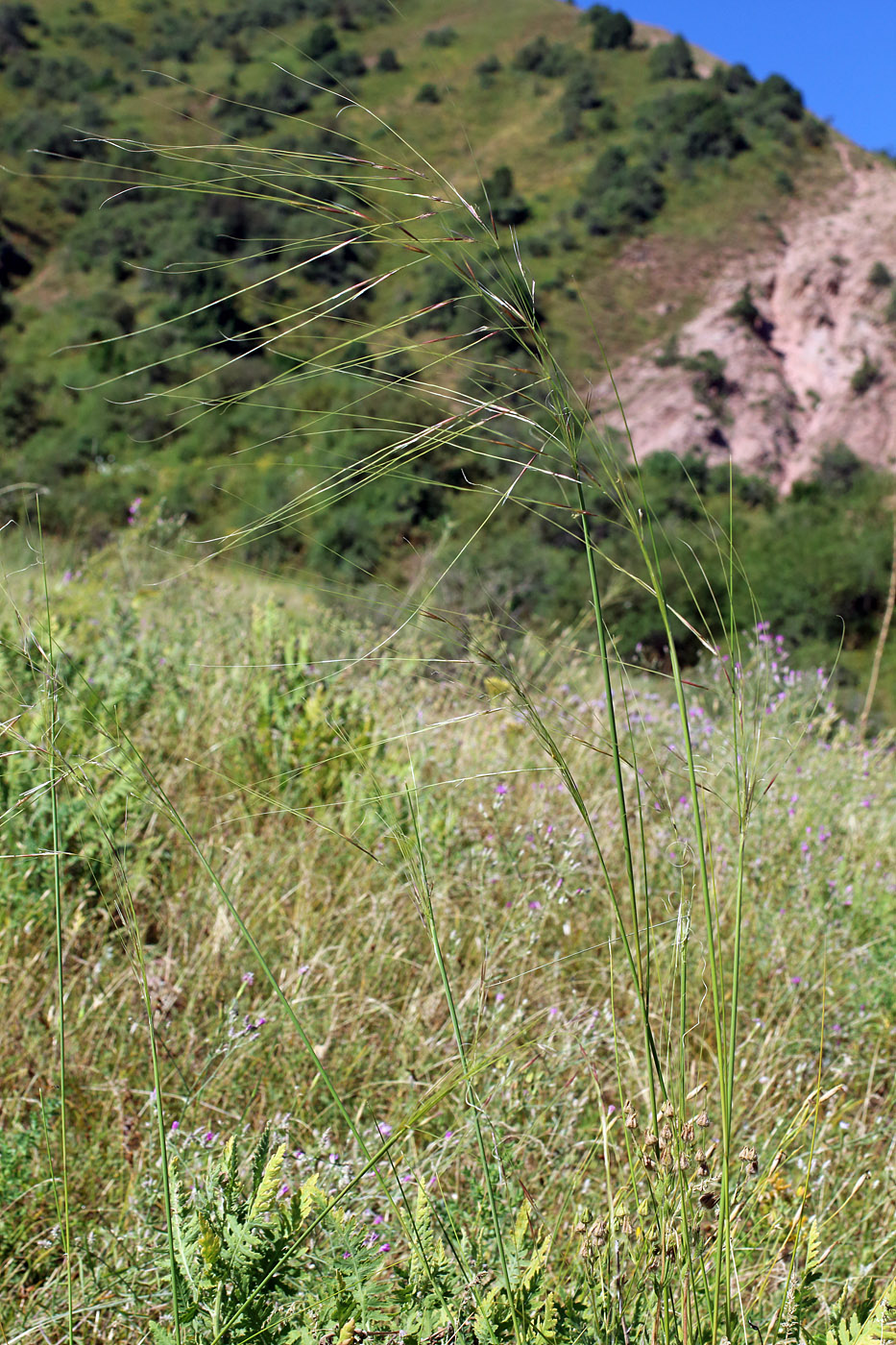 Изображение особи Stipa capillata.