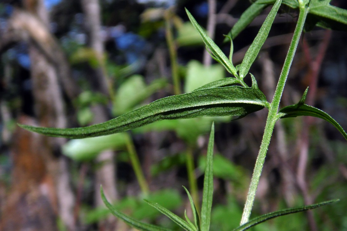 Image of Melampyrum argyrocomum specimen.