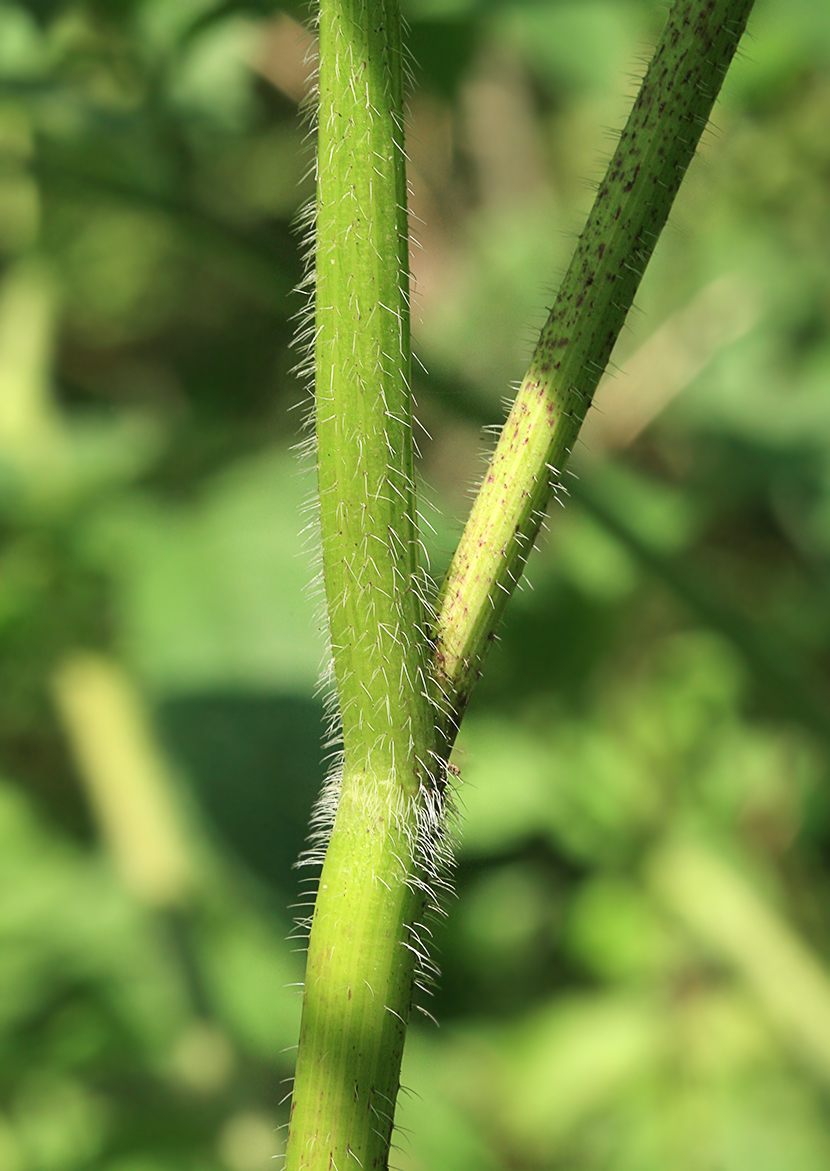 Image of Chaerophyllum aromaticum specimen.