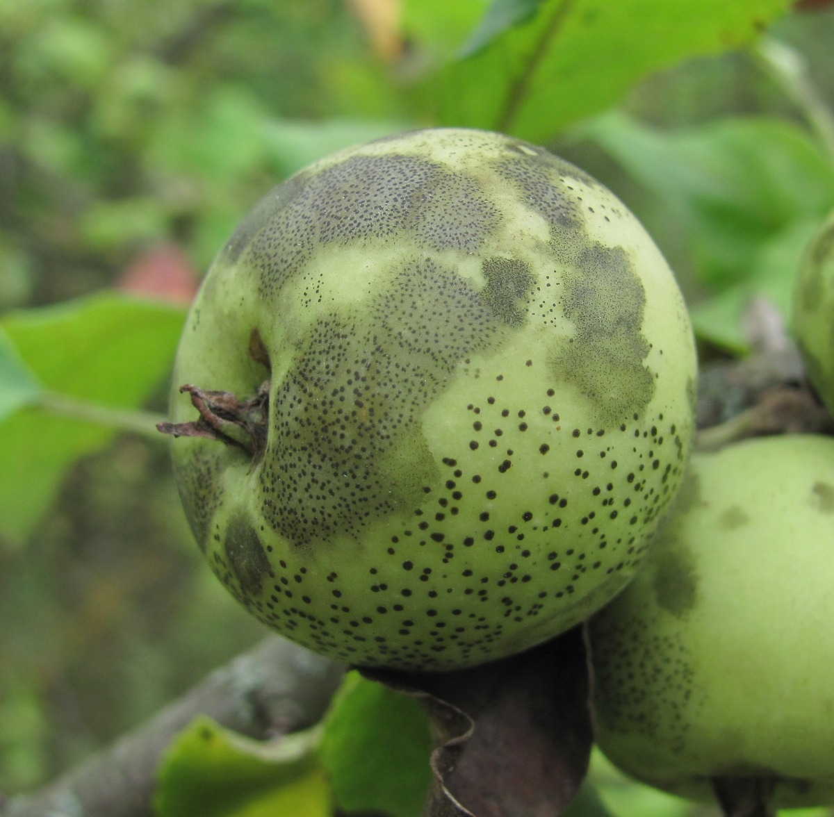 Image of Malus orientalis specimen.