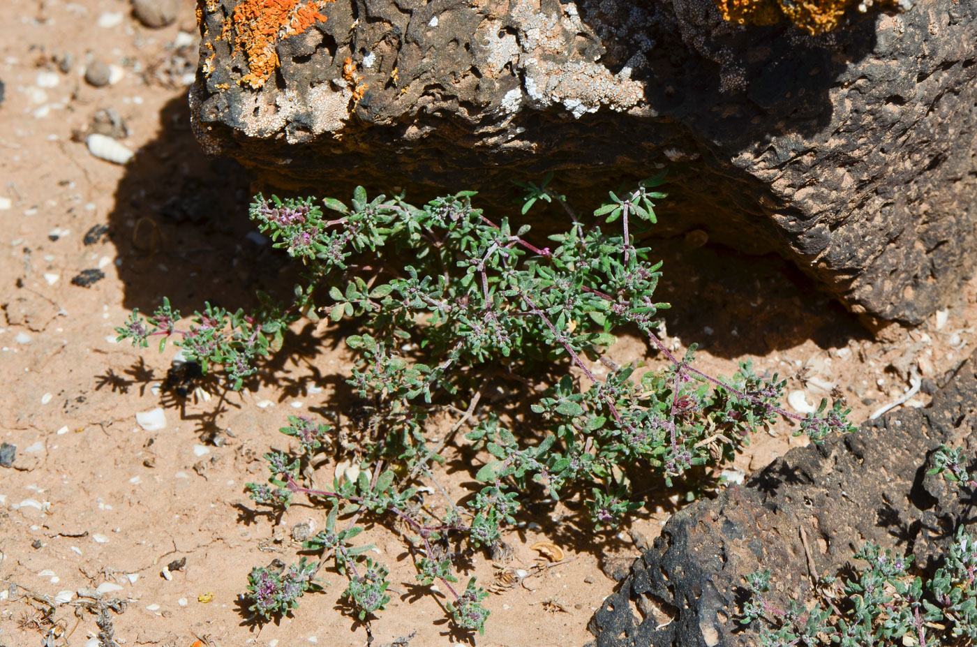 Image of genus Frankenia specimen.