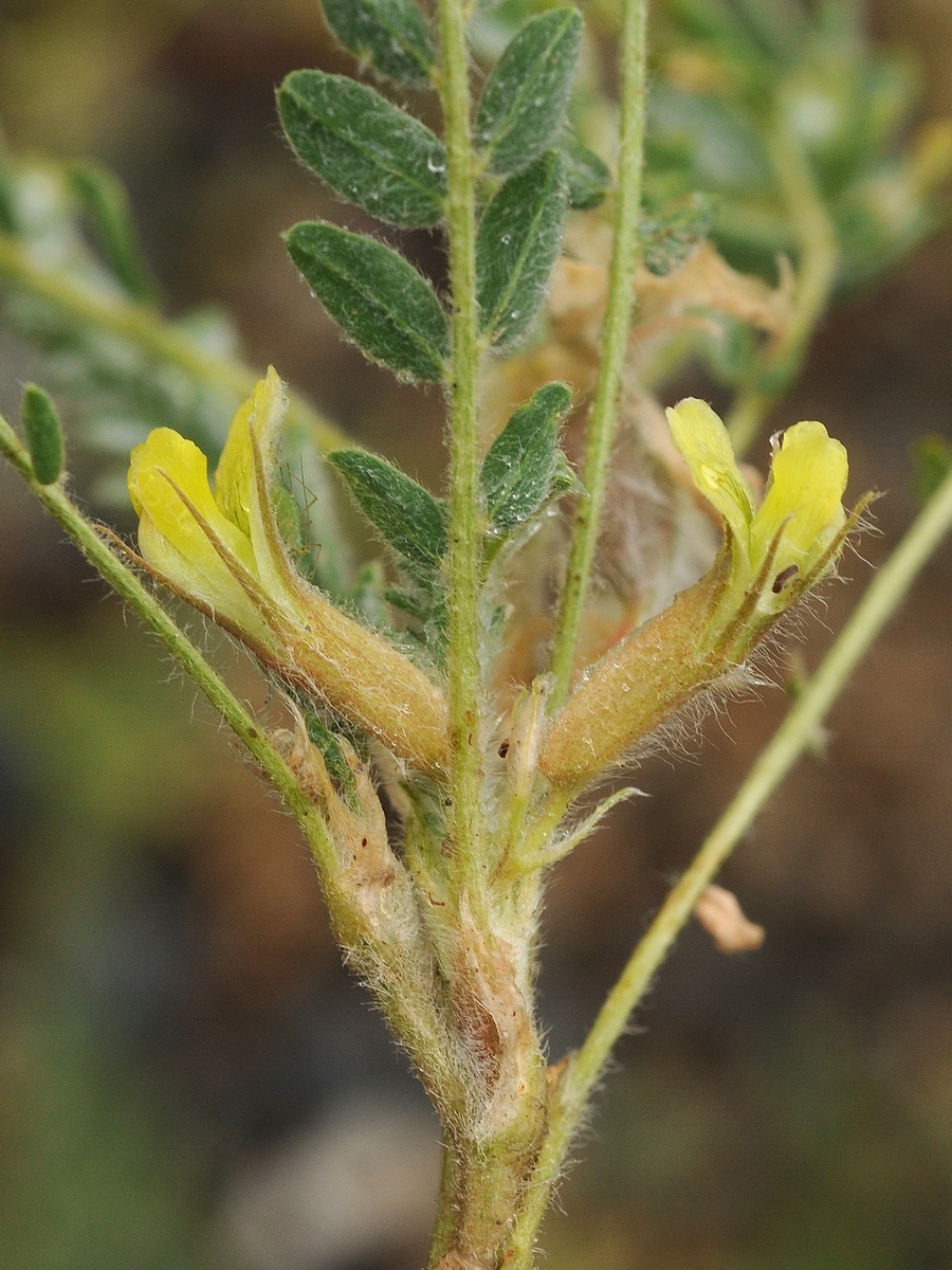 Image of Astragalus mucidus specimen.