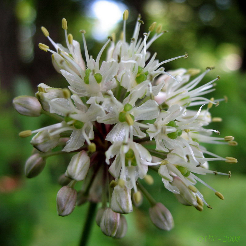 Image of Allium ochotense specimen.