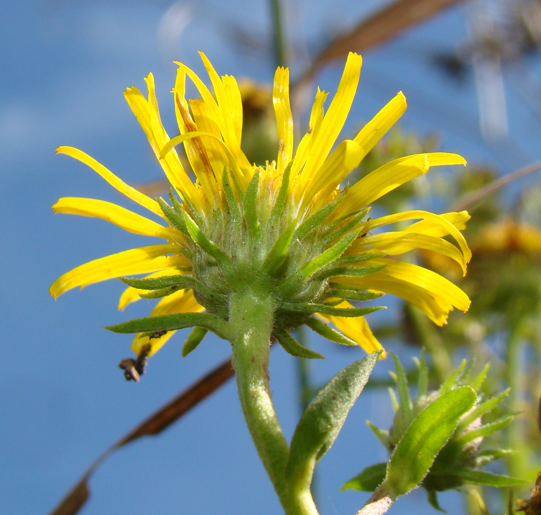 Изображение особи Inula britannica.